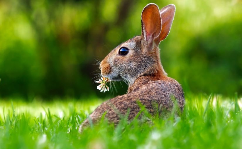 lapin pâques